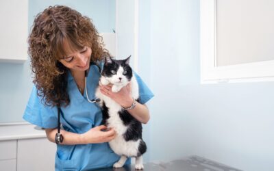 How Often Should Cats See the Vet? By Life Stage