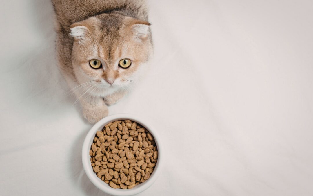 Is Your Cat Not Eating But Acting Normal? Causes, Risks & Next Steps