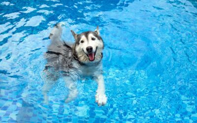 Swimming Safety Tips for Dogs Every Pet Owner Should Know