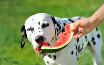 Can Dogs Eat Watermelon Safely? A Guide for Pet Owners in Ridgefield