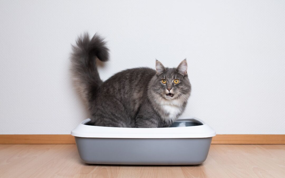 Cat Urinary Tract Infection Symptoms: Ridgefield Vet Guide