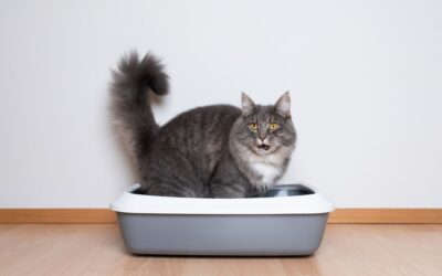Cat Urinary Tract Infection Symptoms: Ridgefield Vet Guide
