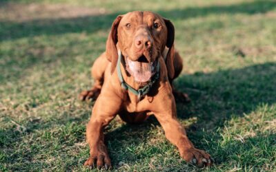 Dog Heat Stroke Symptoms: How to Recognize the Signs and Act Fast