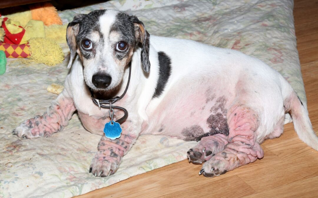 Dog Skin Allergies: Home Remedies for Relief and When to See a Vet