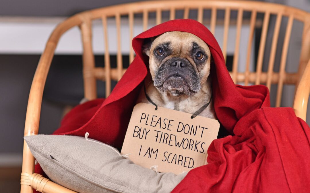 Fireworks Anxiety in Dogs: How to Keep Your Dog Calm and Safe