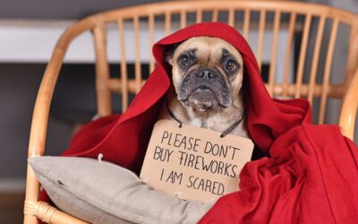 Fireworks Anxiety in Dogs: How to Keep Your Dog Calm and Safe