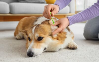 How to Remove a Tick from a Dog Safely: A Complete Guide