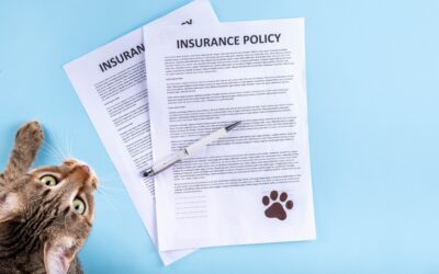 Should I Get Pet Insurance? A Guide for Ridgefield Pet Owners
