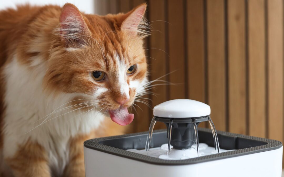 Signs of Dehydration in Cats: Symptoms, Causes, and When to See a Vet