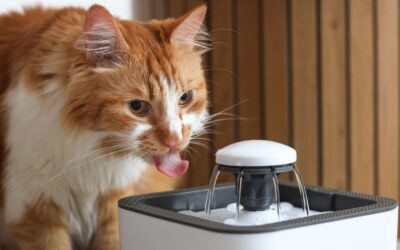 Signs of Dehydration in Cats: Symptoms, Causes, and When to See a Vet