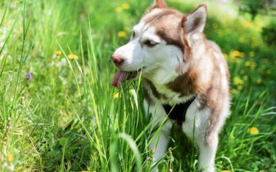 Why Does My Dog Eat Grass? Causes, Risks, and When to Call the Vet