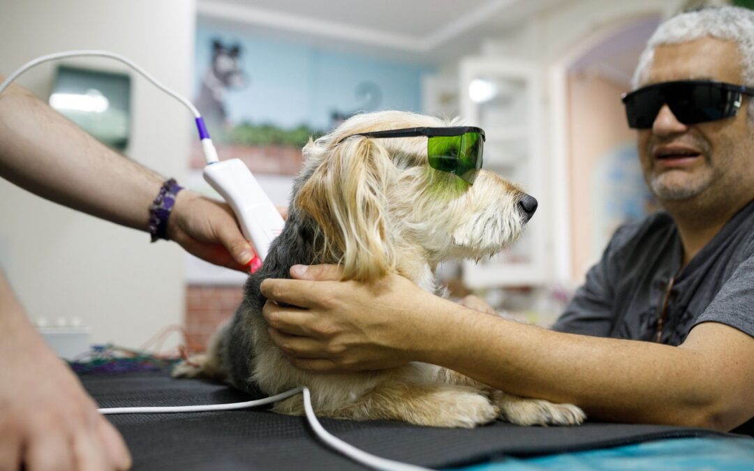 Benefits of Cold Laser Therapy for Dogs: Pain Relief, Mobility, and Healing