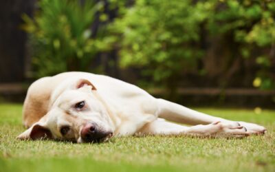 Dog Anxiety Medication Options: What Pet Owners Should Know