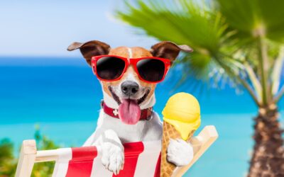 Dog Sunburn Prevention: How to Protect Your Dog’s Skin