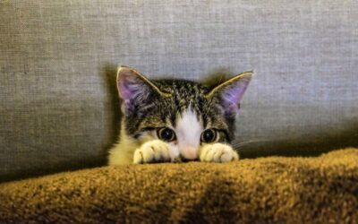 Is Your Cat Hiding and Not Eating? Urgent Signs and What to Do