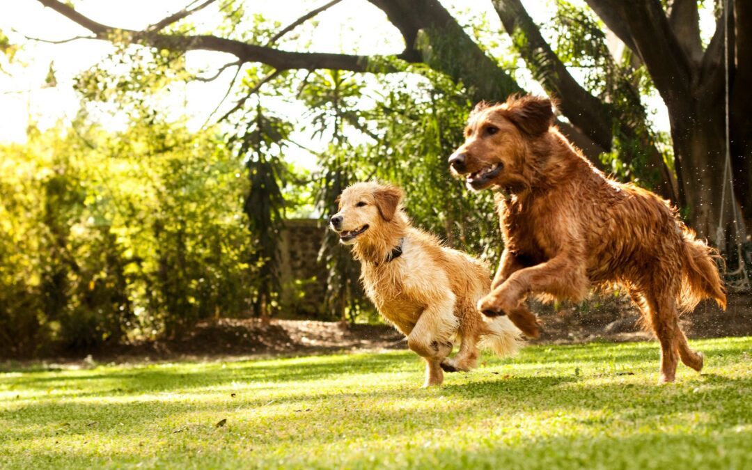 Leptospirosis in Dogs: Symptoms and Critical Warning Signs