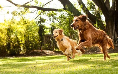 Leptospirosis in Dogs: Symptoms and Critical Warning Signs