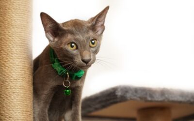 Why Is My Cat Losing Weight? Causes and When to See a Vet