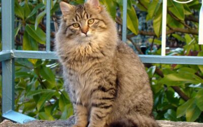 Cat Diabetes Symptoms: Signs, Diagnosis, and When to See a Vet