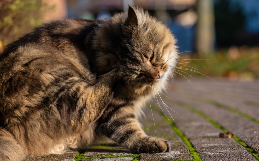 Cat Scratching Ears a Lot: Causes, Signs & When to See a Vet