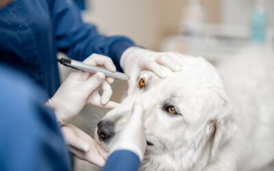 Dog Eye Discharge Causes: What’s Normal and When to See a Vet