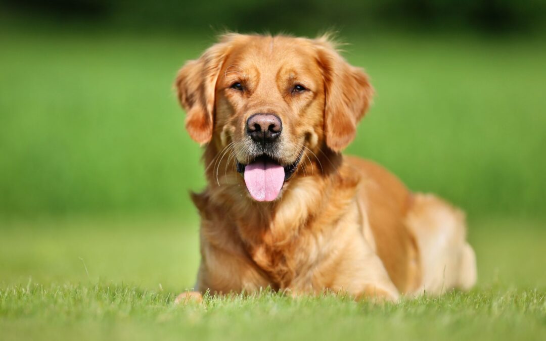 How Long Do Dogs Stay in Heat? A Guide for Ridgefield Dog Owners