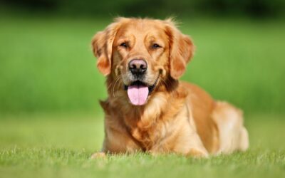 How Long Do Dogs Stay in Heat? A Guide for Ridgefield Dog Owners