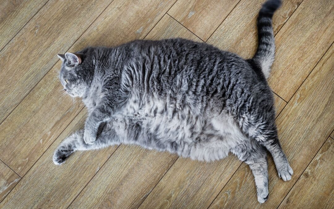 How to Help an Overweight Cat Lose Weight Safely in Ridgefield, CT