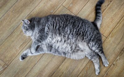 How to Help an Overweight Cat Lose Weight Safely in Ridgefield, CT
