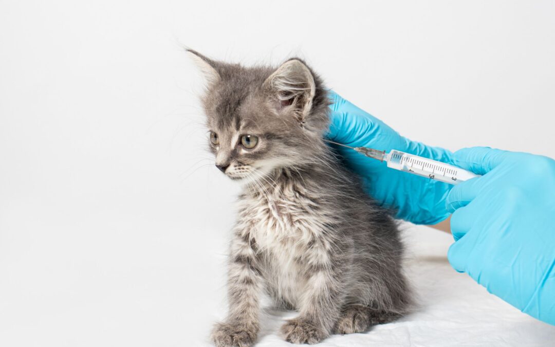 Kitten Vaccination Schedule: When Does Your Kitten Need Each Shot?