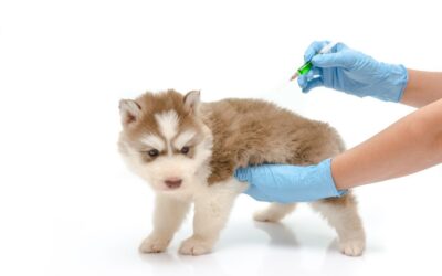 Puppy Vaccination Schedule: A Clear and Safe Guide for New Dog Owners