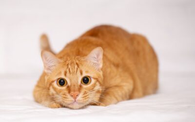 Why Is My Cat Sneezing So Much? Common Causes and Warning Signs