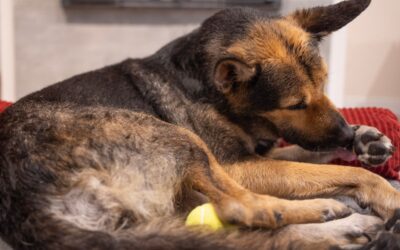 Why Is Your Dog Licking Their Paws Excessively? Common Causes
