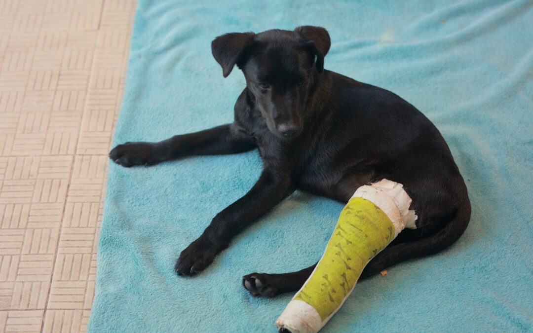 Dog ACL Tear