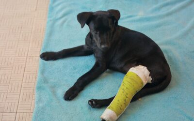 Dog ACL Tear Symptoms: Serious Warning Signs to Watch For